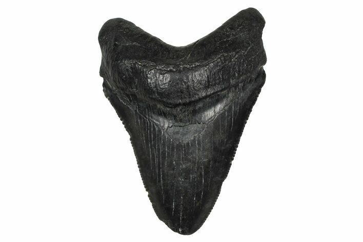 Serrated, Fossil Megalodon Tooth - South Carolina #374804